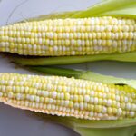 Perfectly Juicy: How to Sous Vide Corn on the Cob Right